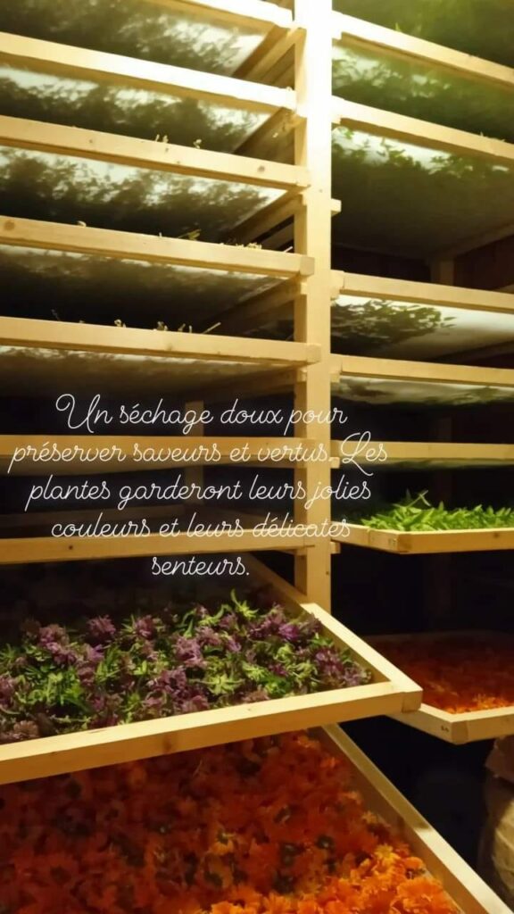 357104913_258413110126726_7193171408731750481_n