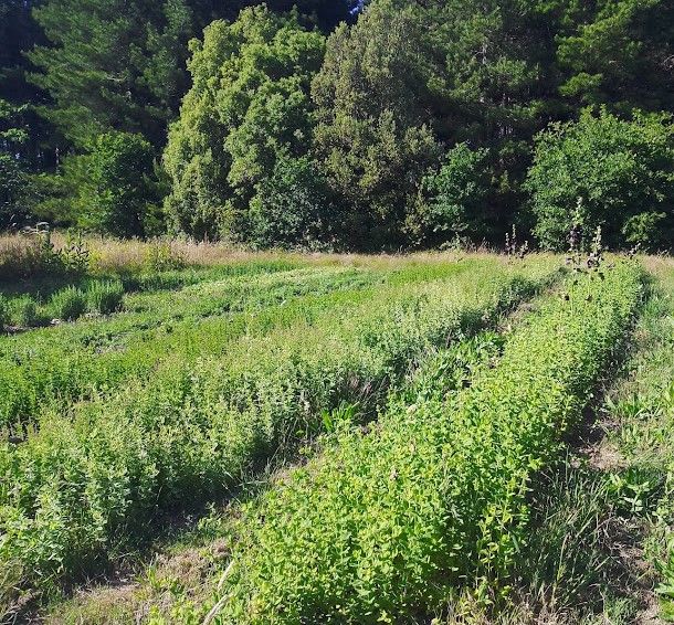 img_20220611_1826435462